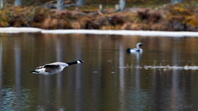 Kanadagås...