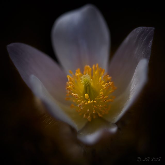 Mosippa/Tjölåtuppa