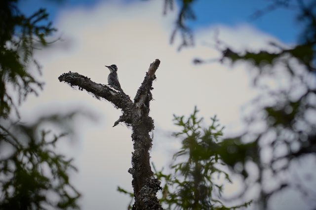 Tretåig hackspett...