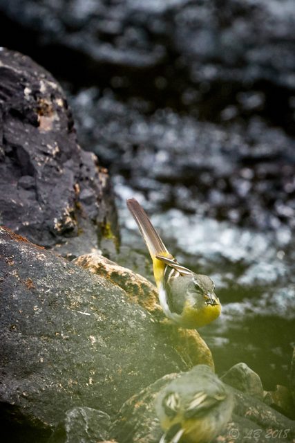 Forsärla och unge...