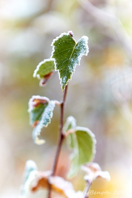 Frostbitna...