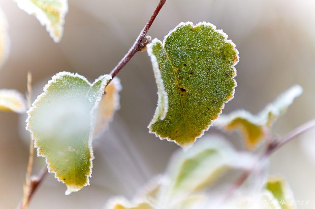 Frostbitna...