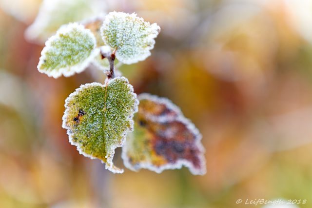 Frostbitna...