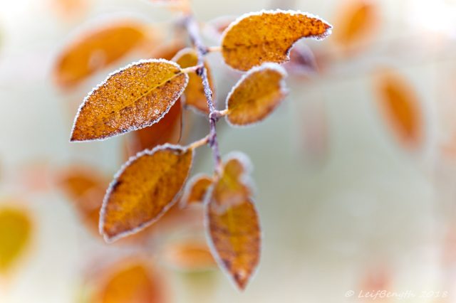 Frostbitna...
