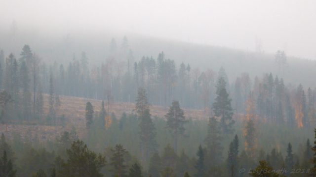 Dyverbjär...