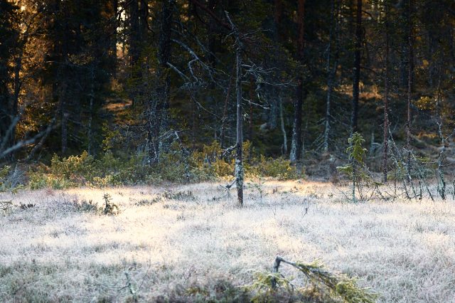 Frostmyr....