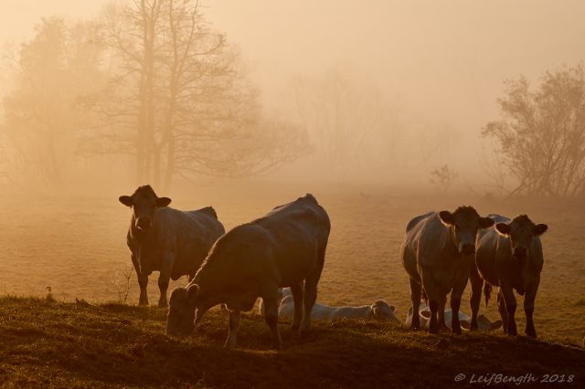 Morgonljus...