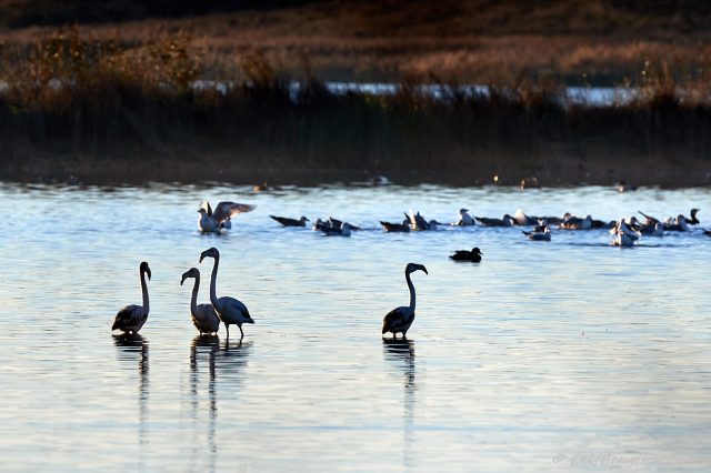 Flamingos
