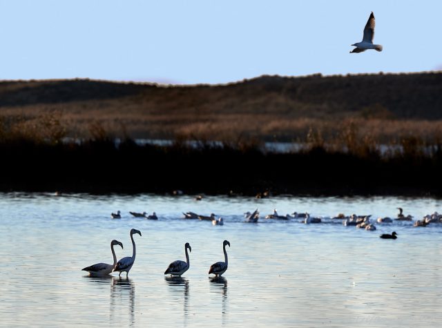 Flamingos
