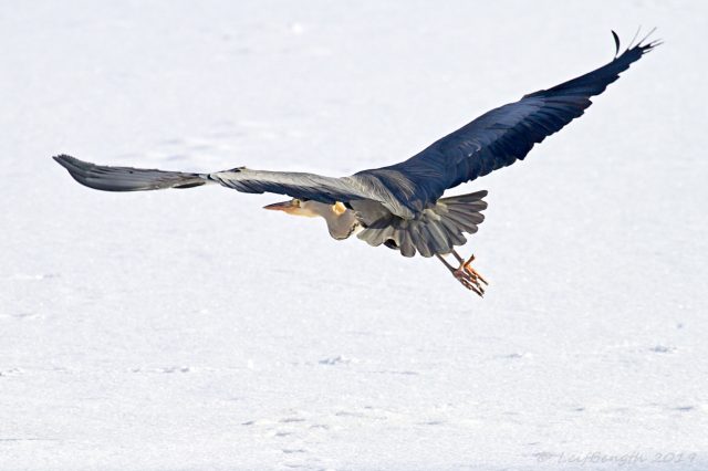 Grå häger Råstasjön 2011 (Ny)