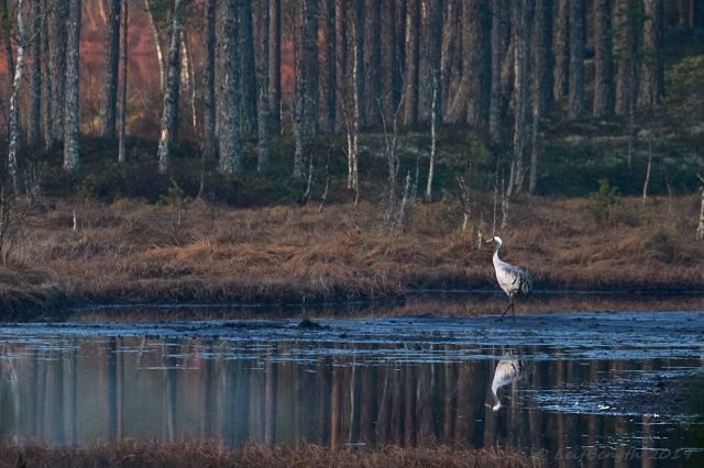 Promenerar mot morgonljus....
