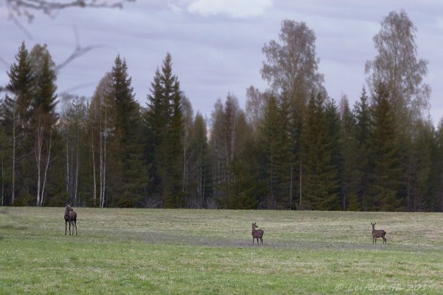 Tre på rad