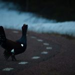 Tuppen och hönan…