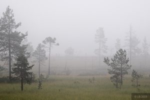 Skön morgon...