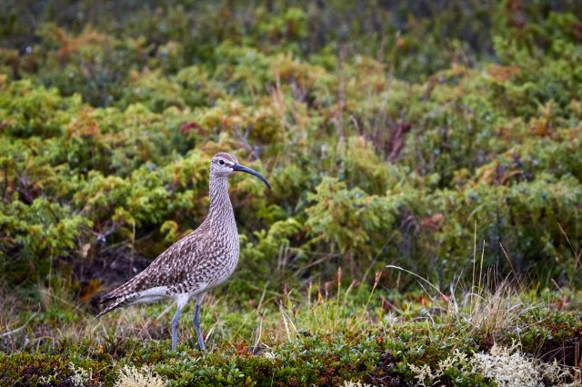 Småspov, Grimsdalen Norge