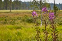 Frodigt på Kölen…