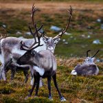 Det brunstas i fjällen…