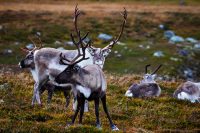 Det brunstas i fjällen…