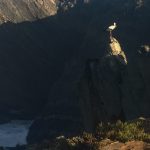 Storkarnas paradis…