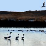 Flamingos och en trut…