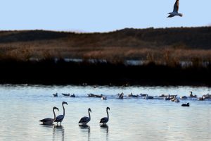 Flamingos