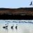 Flamingos och en trut...