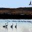 Flamingos och en trut...