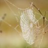 Spindelns nät...