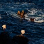 Vita storkar på klipporna…