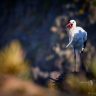 Vit stork