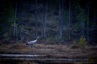 Vid en skogstjärn…