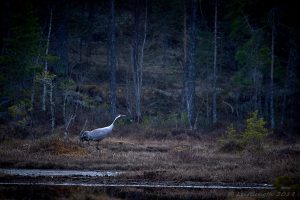 Vid en skogstjärn...