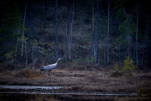 Vid en skogstjärn...