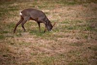 Framtida storbock…