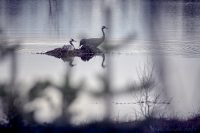Häckande paret…
