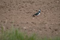 En fladderlapp…