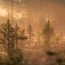elobe_704621 1