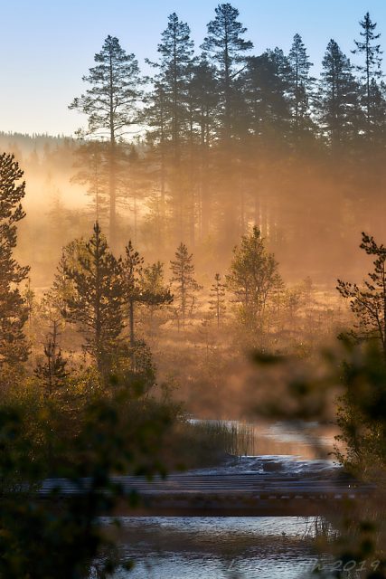 Morgonljus över bäcken...