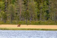 Drama vid Andjusen…