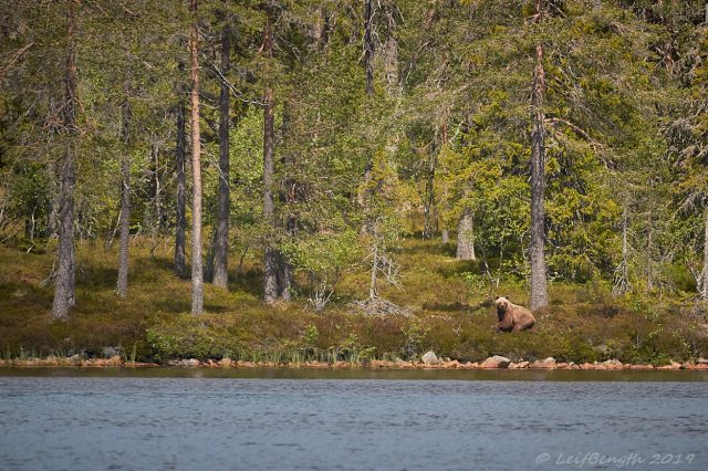 - Hörru ni där! Såg ni vart den där godbiten tog vägen... 12.54