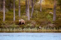 Björnen vid Andjusen…