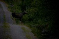 Sommarnattsälg…