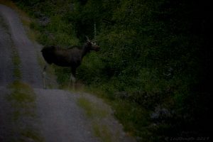 Sommarnattsälg...