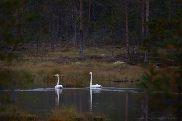 Sångsvanar vid Rivsjön