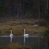 Sångsvanar vid Rivsjön