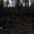 Efter skogsbrand...