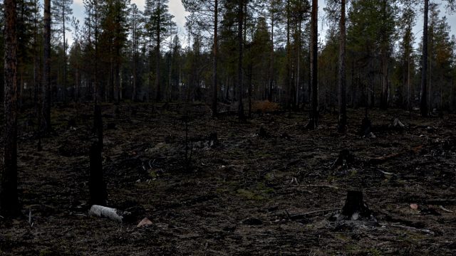 Bränd skog