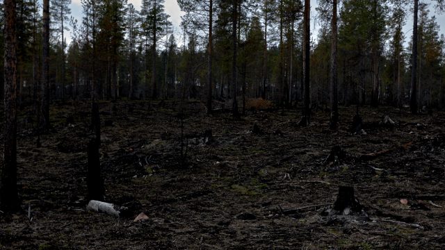 Bränd skog