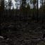 Efter skogsbrand...
