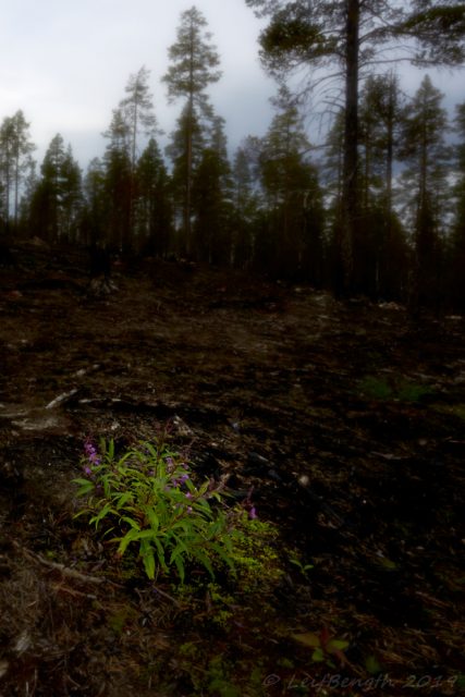 Rallarrosor på återtåg strax intill Slängbodarna